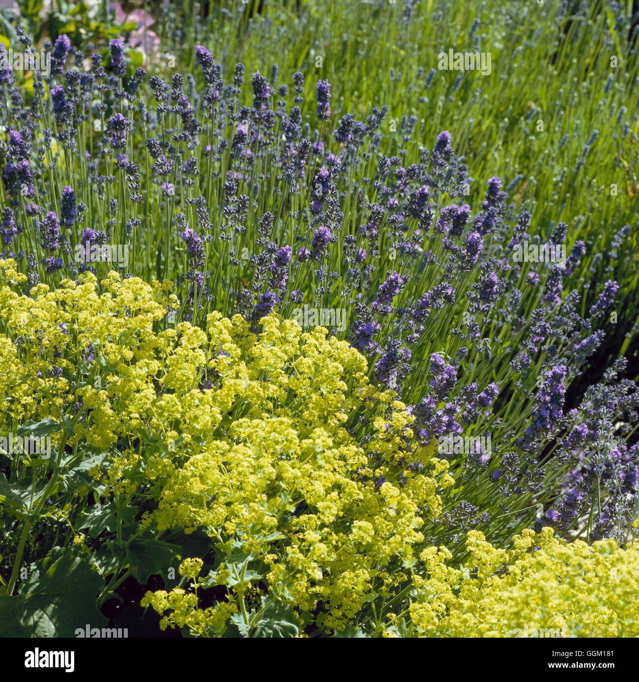 Plant Association - Lavandula angustifolia `Hidcote' with Alchemilla mollis   PAS051215     Photos H Stock Photo